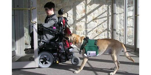 A Complete Guide to Service, Therapy and Emotional Support Dogs