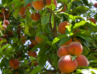 How to Select Healthy Fruit Trees and Berry Bushes