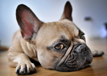 13 Apartment Friendly Dog Breeds