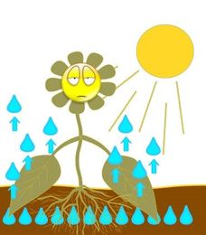 Why do Plants Wilt?