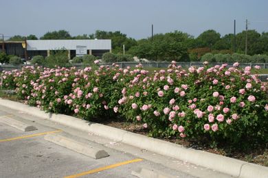 Preserve field of green with efficient watering