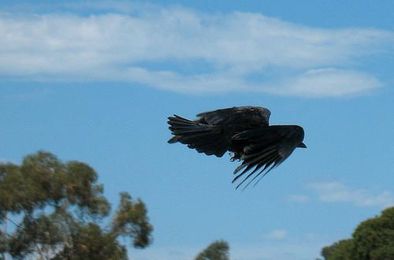 Things you may or may not know about crows