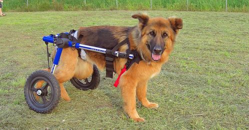 8 Inspiring Animals That Never Gave Up