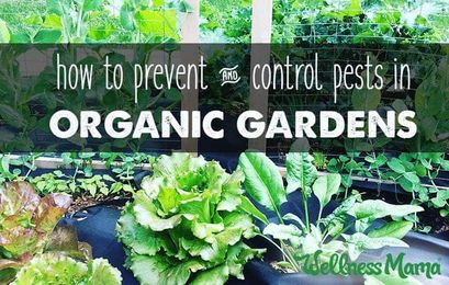 Garden Pest Control & Prevention (Natural Options)