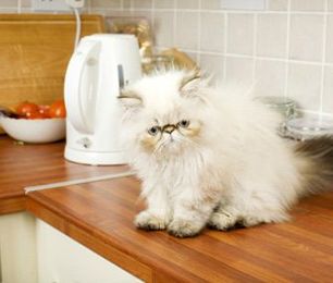 Cats on Kitchen Counters: Are the Germs Dangerous for Us?