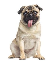 How to Recognize and Treat Heatstroke in Dogs |