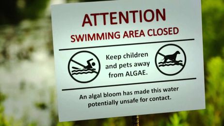 Protect your pooch from harmful algal blooms