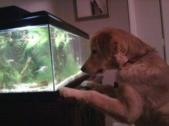 Safety Benefits of having a Pet Sitter