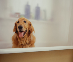 Home Pet Care: 10 Procedures You Should Know
