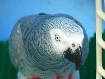 Relocating with Your Pet Bird