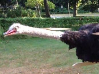 Taxidermy OstrichCopter makes big bird take flight