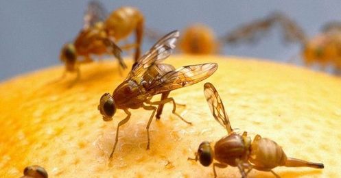 16-Year-Old Student Uses Fruit Flies to Investigate Benefits of Organic Produce
