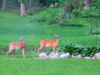 Flowering Bulbs To Keep Away Deer