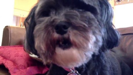 My dog talks for food... Sort of :)