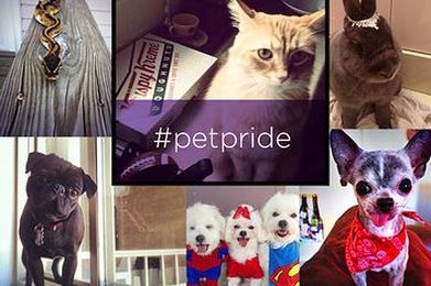 78 Reasons To Be Proud Of Your Pet
