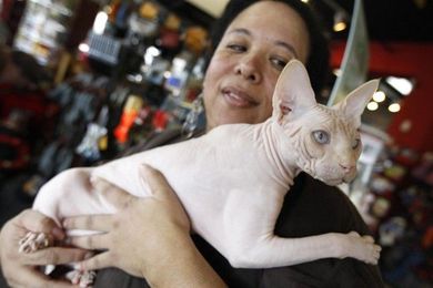 Pet Care: Allergies, Why Your Pet Scratches, Animal Health