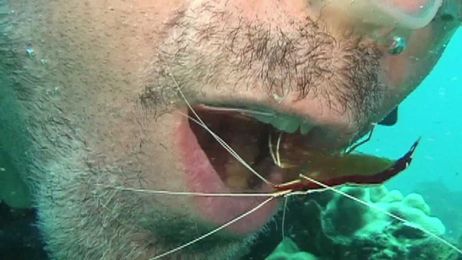 Drew's Cleaner Shrimp Teeth Cleaning