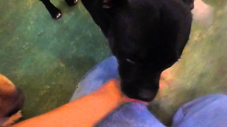 Jerry getting to know one of our male handlers