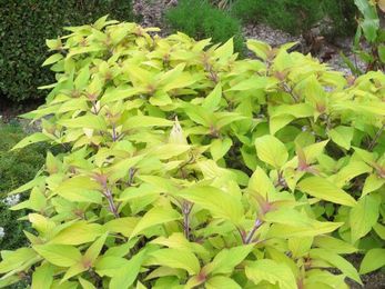 Your Garden: 6 Fragrant Plants Surprise and Delight