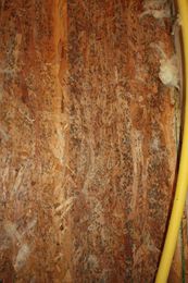 How do you test for Mold in Kalispell?