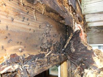 How do you get rid of termites? Think like a bug