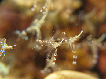 Teen diver lets live shrimp clean his teeth