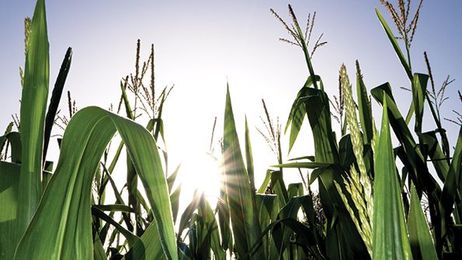 Why you should care about GMOs