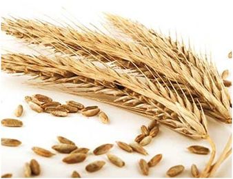 Whole Grains: Are They Bad for You (or Healthy)?