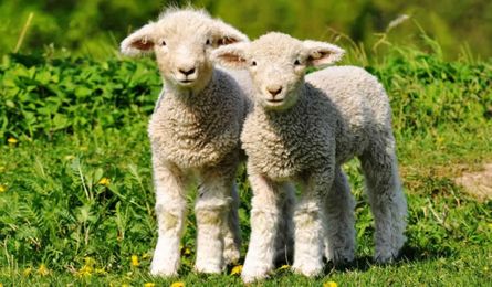 Looking for Socks or a Sweater? 16 Things You Need to Know About Wool