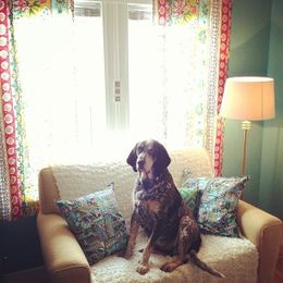 Hugo christened the refreshed sofa with drool and love. (Thanks, buddy.)