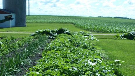 You Want Fries With That Deforestation Plan?