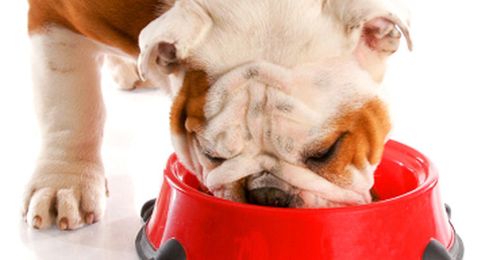 Fido's tail wags may reveal more than you think