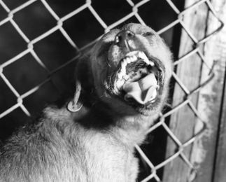 The Bestial Virus: The Infectious Origins of Werewolves, Zombies & Vampires