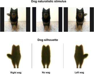 Deciphering dogs: Left and right tail wags send different signals