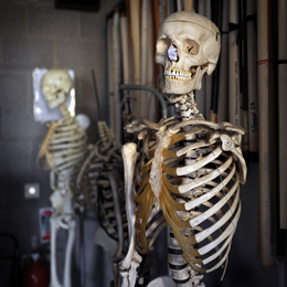 Do Our Bones Influence Our Minds?