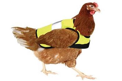 The One Piece Of Chicken Safety Equipment You Need If You're A Chicken