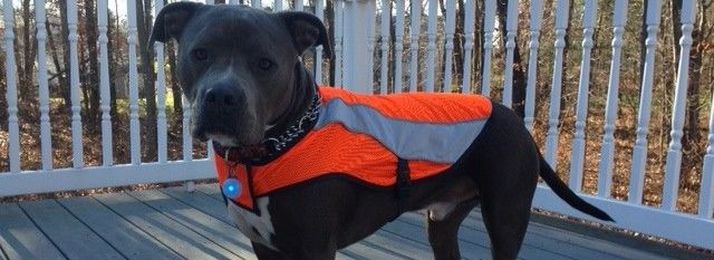 4 Cool, Must-Have, High Visibility Doggie Gear Products