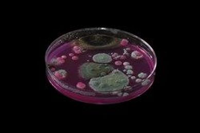 Improper Clean Up Leads to Mold's Unwanted Return