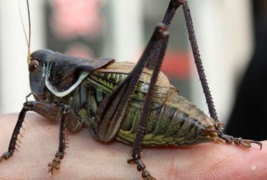 Someone Recorded Crickets then Slowed Down the Track, And It Sounds Like Humans Singing