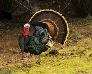 10 Terrific Turkey Facts