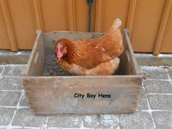 Making A Dust Bath For Your Chickens