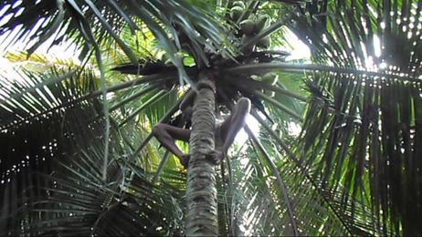 Climbing A Tree For A Happy Head