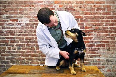 Raccoons and Dogs: A Very Real Threat