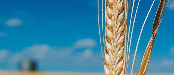 Malting barley supply balloons