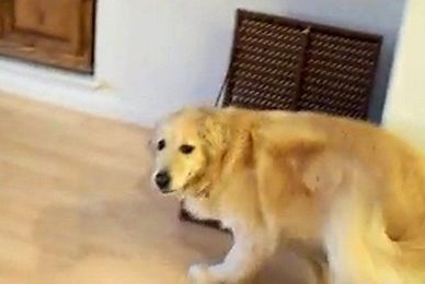 Golden Retriever Cleans the House (Video)