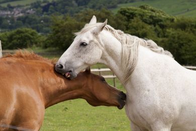 Why Does My Horse Do That?