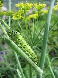Suggested Butterfly Garden Plants