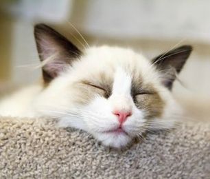 Create a Fun and Safe Retreat to Ease Your Pet's Holiday Stress