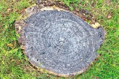 Rent a Stump Grinder and Get the Job Done in a Matter of Minutes