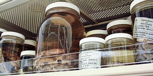 Museum Storage: The Best Way to Store Snakes and Other Specimens
